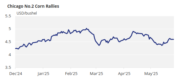 Chart showing historical Chicago corn price