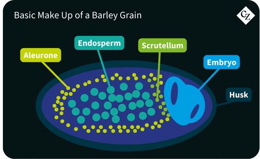 Make up of Barley Grain