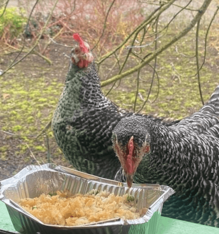 Chickens Eating